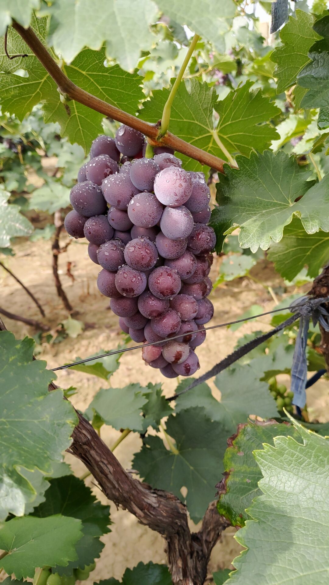  威县巨峰葡萄，口感好，甜度高，高中低档货都有