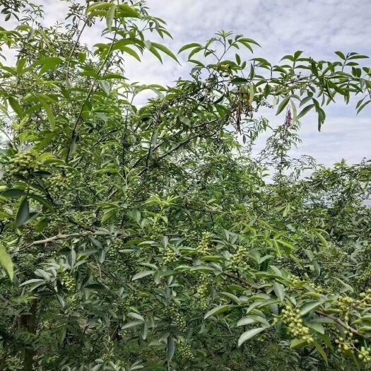 彝良县 大量鲜花椒和干花椒，种植户直发，量少均可发货的，产地昭通彝良