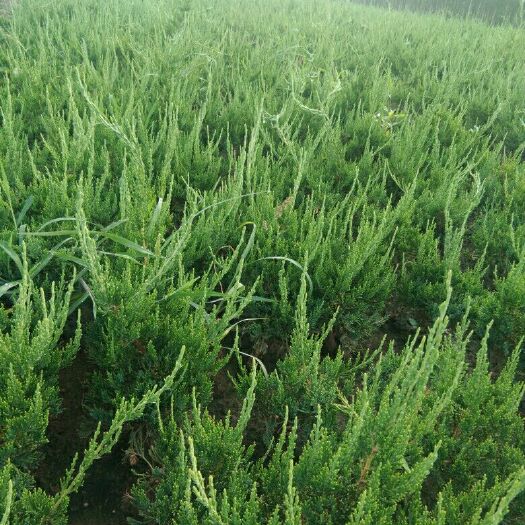 泰安小龙柏 出售三十公分以上工程用龙柏苗