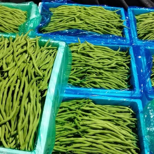 武山县架豆王豆角  精品架豆王 无筋豆 绿无筋  四季豆