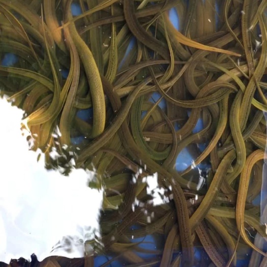 云南黄鳝苗  我们有技术指导。科学运输，保证成活率