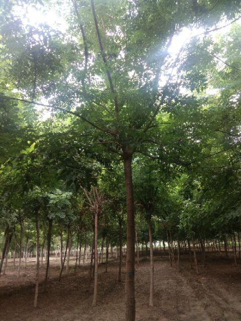 保定出售大量5－15公分北栾