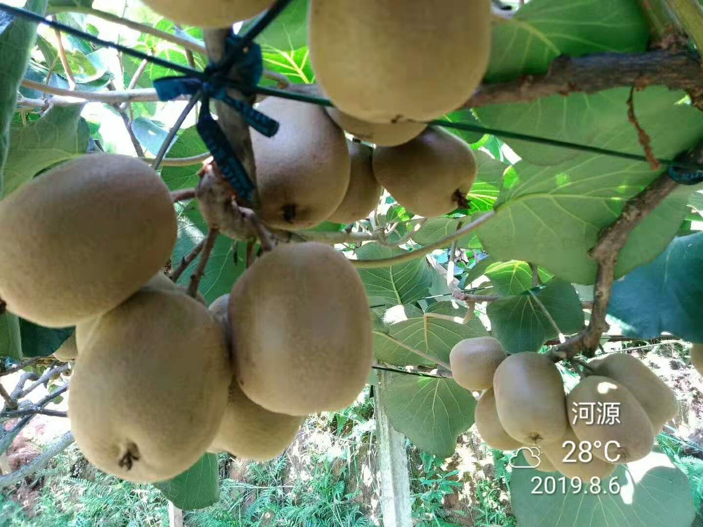  和平县高峰猕猴桃  武植3号  果场直发  批发零售