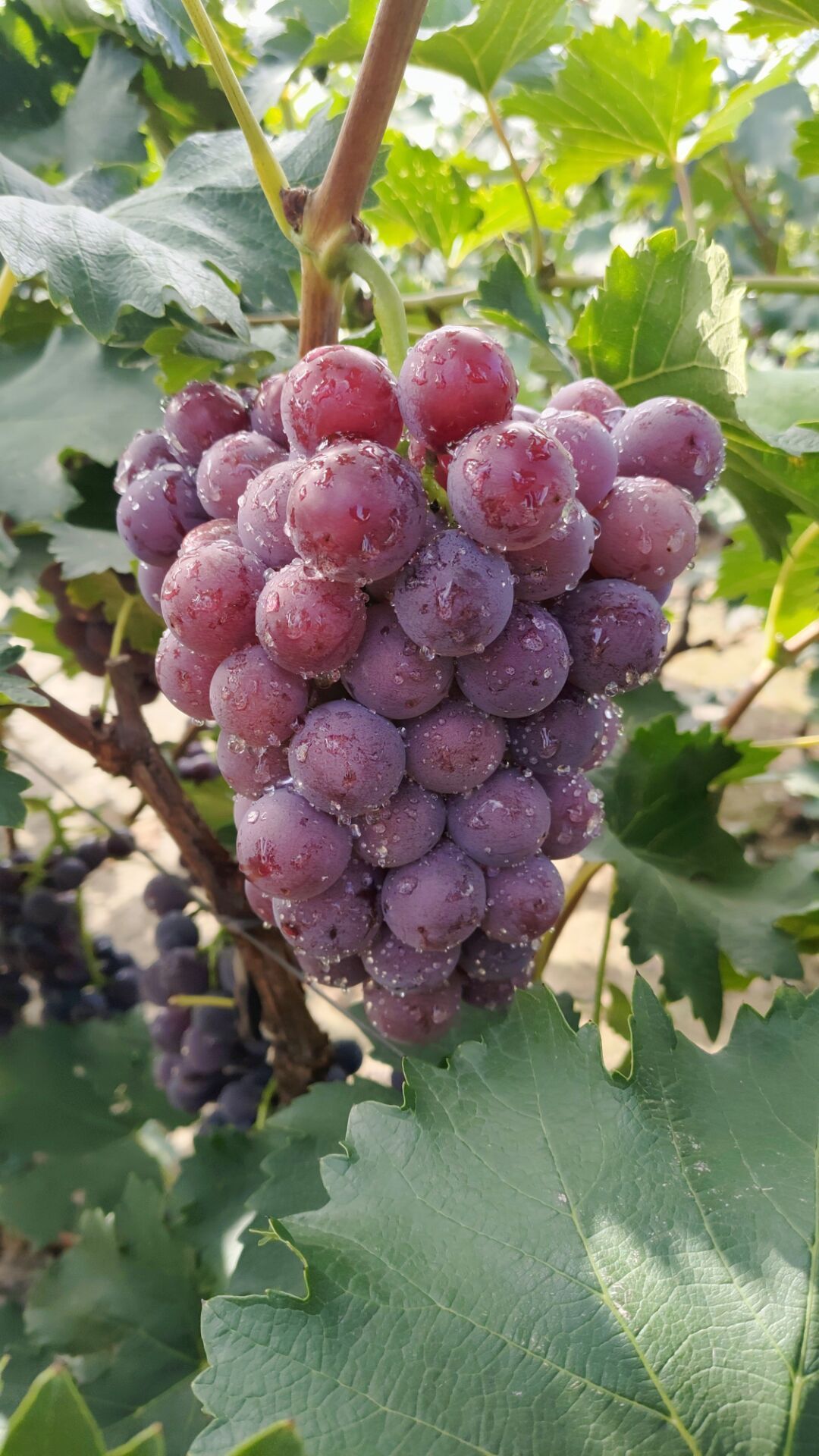  威县巨峰葡萄，口感好，甜度高，高中低档货都有