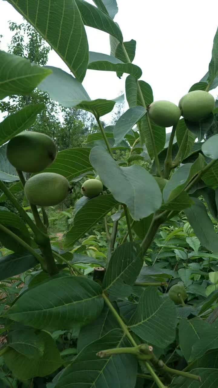 香玲核桃苗  香玲川早秦核1号优质核桃嫁接苗基地直发成活率高早熟壳薄丰产