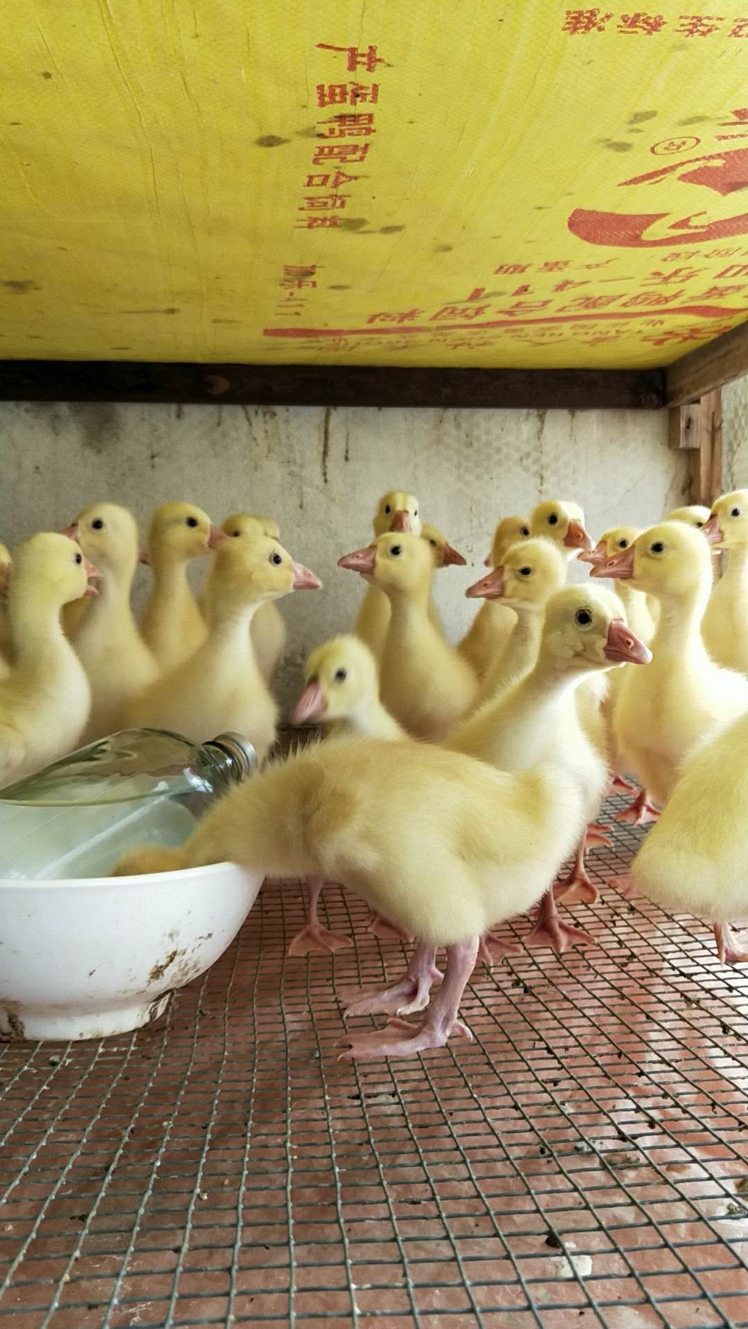 浙东白鹅苗  体型硕大，雄性特征出现早。肉质好料肉比高