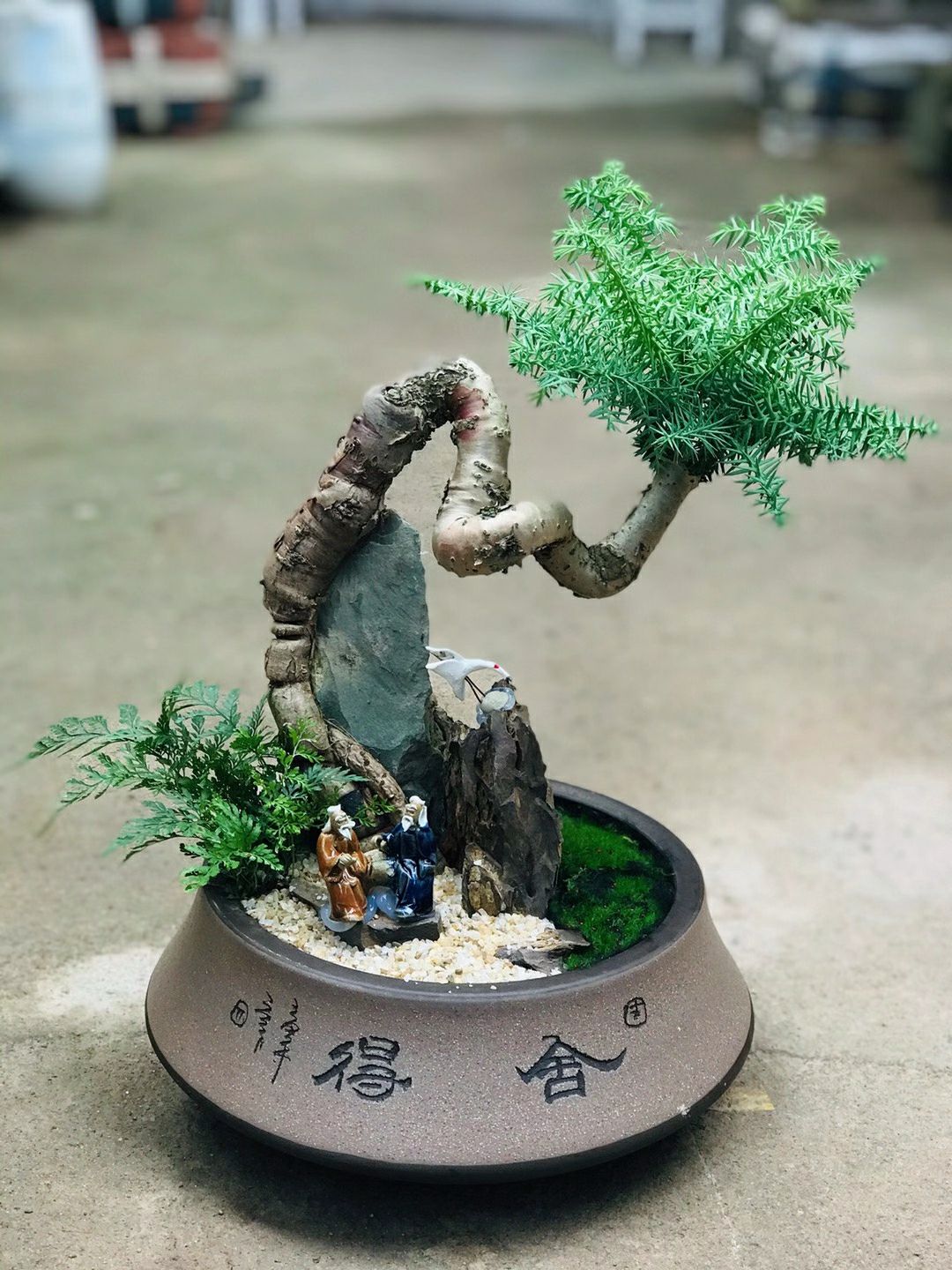 荆棘根盆景