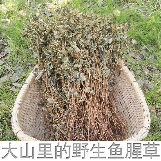 惠水县客家特色中草药鱼腥草 折耳根农家干货