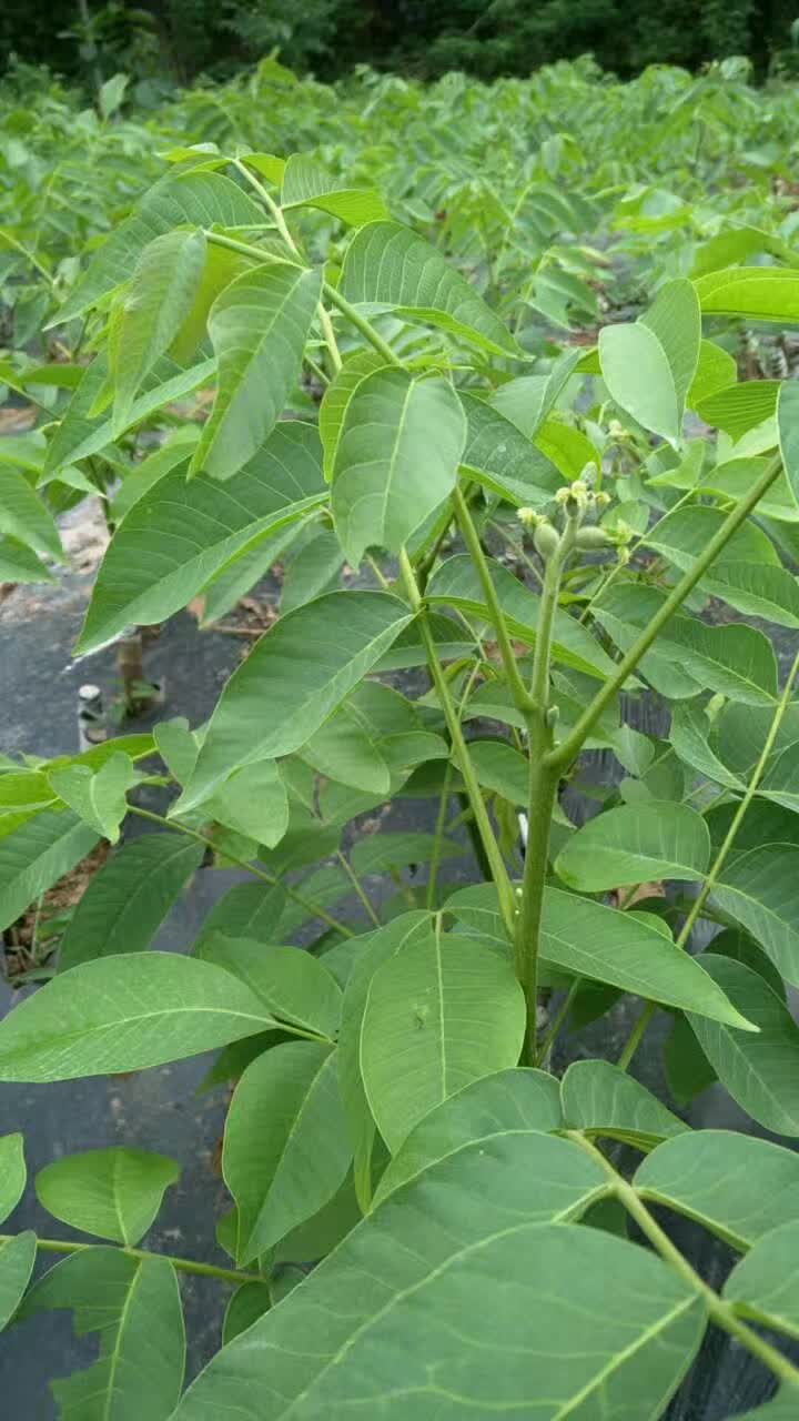 香玲核桃苗  香玲川早秦核1号优质核桃嫁接苗基地直发成活率高早熟壳薄丰产