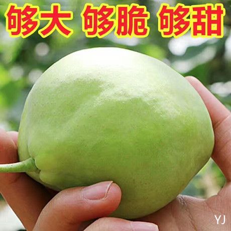 蒲县 山西农家自产新鲜梨水分充足贼田个大从天然