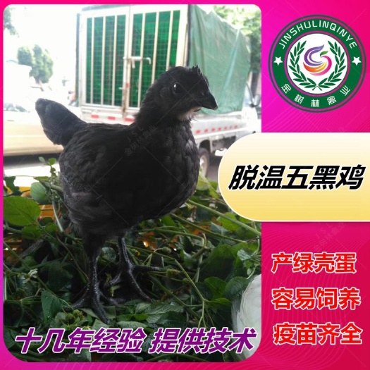 南宁脱温五黑鸡苗 五黑一绿壳蛋鸡苗半大乌骨鸡苗土鸡苗