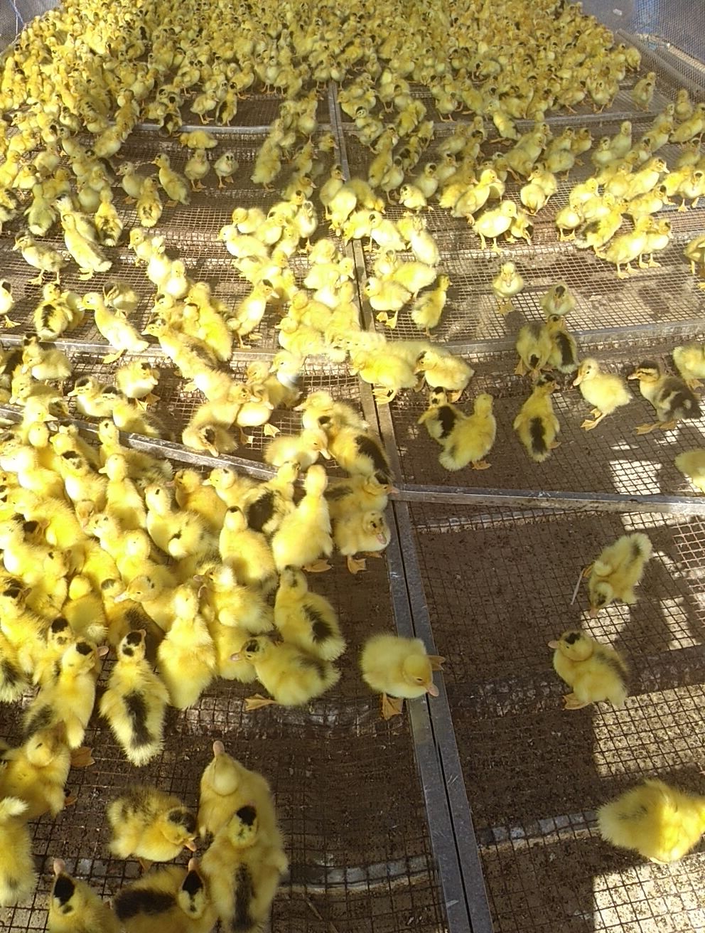 江南麻鸭苗，耗料少，肉质好，生长发育快