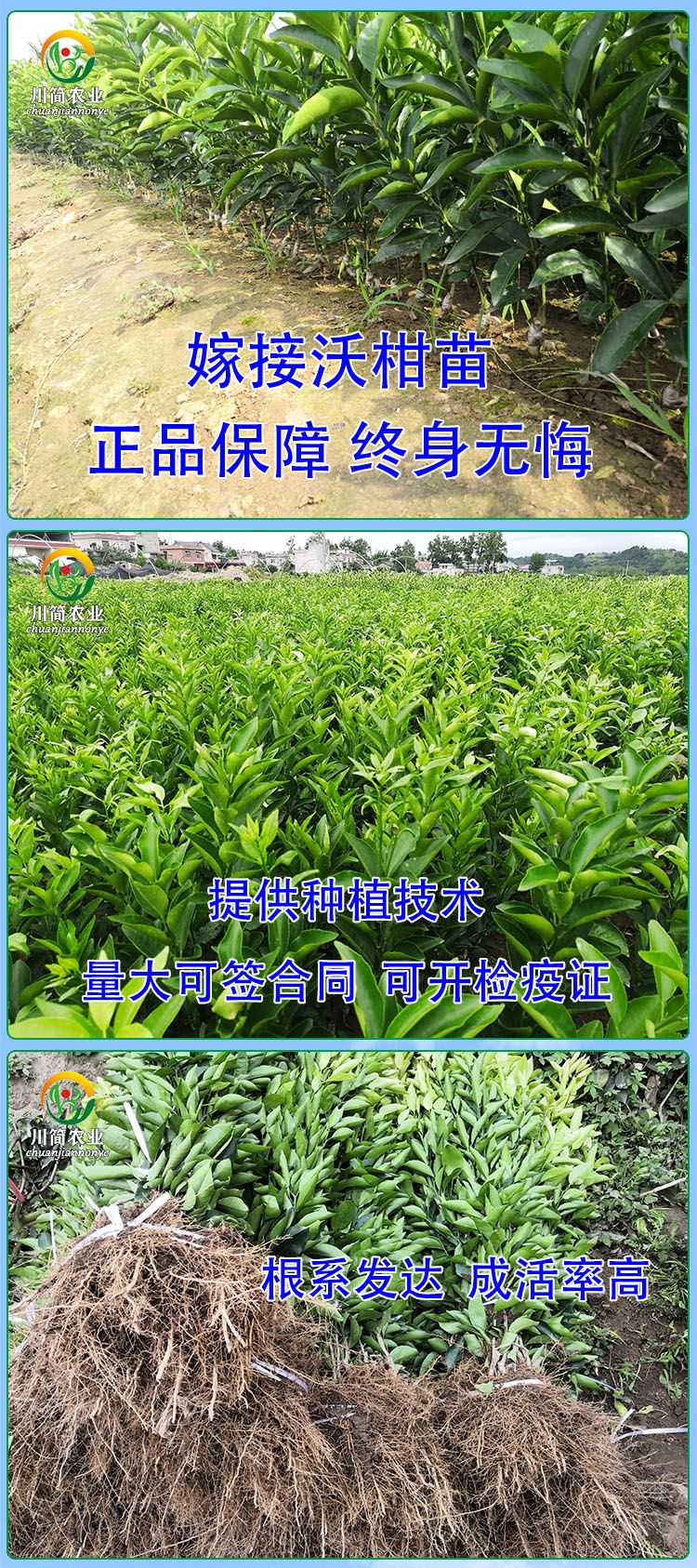 沃柑苗脱毒苗无菌培育