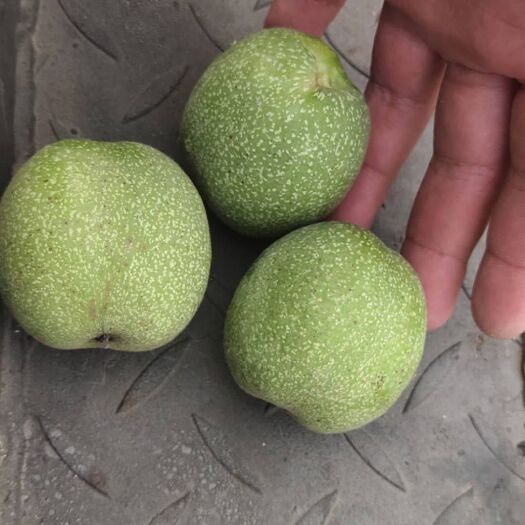 灵寿县 灵寿县青皮核桃即将下树，欢迎新老客户前来采购。保质保量走车快