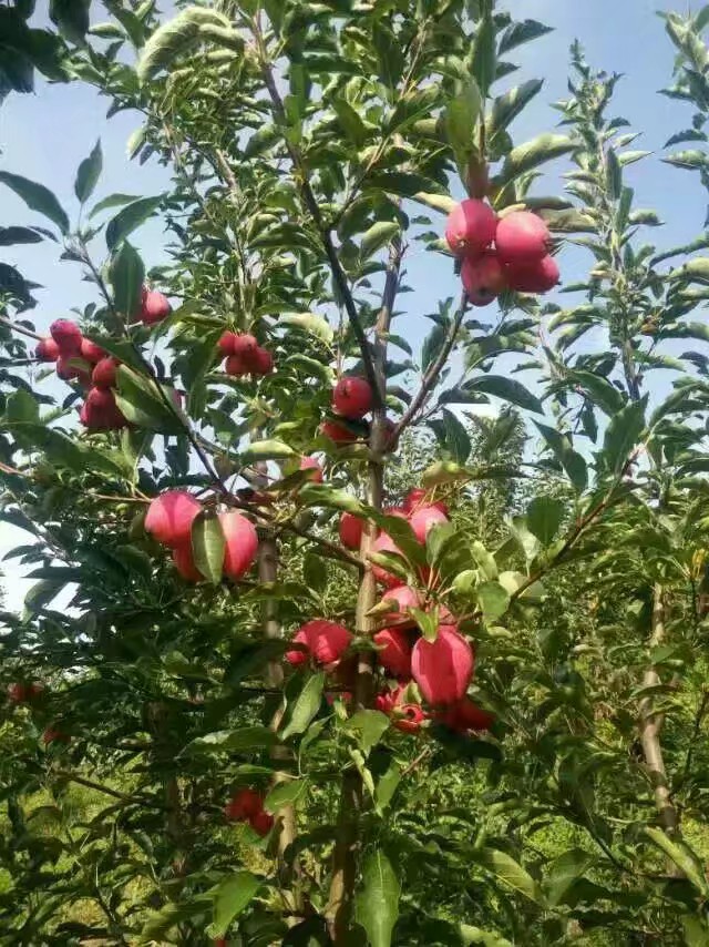  沙果红沙果