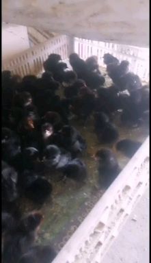 沭阳县 五黑绿壳蛋鸡苗需要的老板联系我详谈