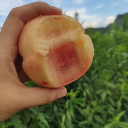 天台县 蜜桃基地供应7-10月水蜜桃