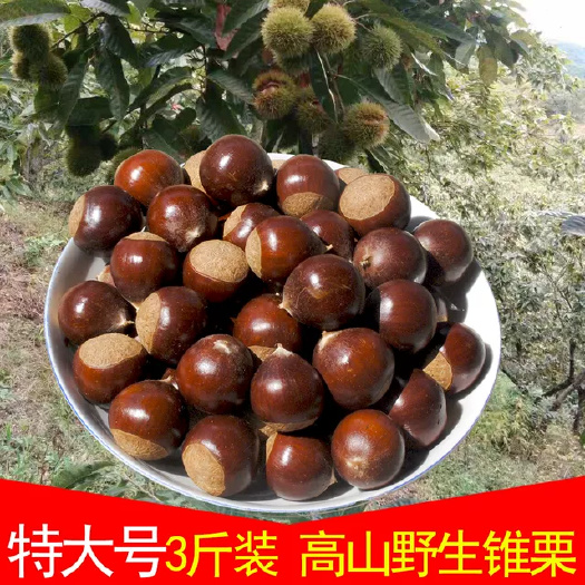 政和县 2020年闽北高山板栗