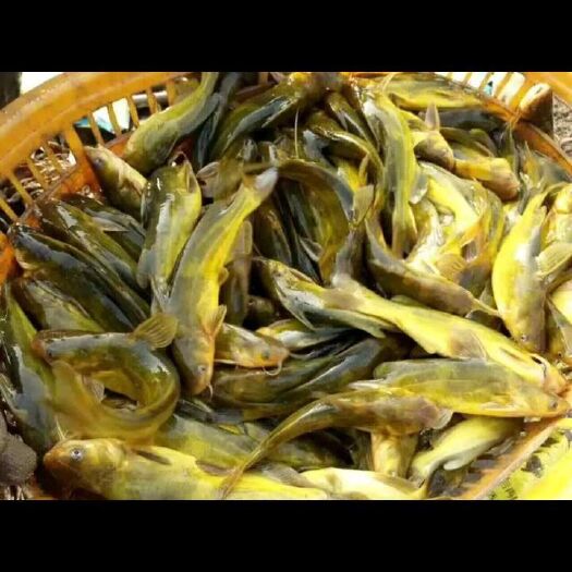 重庆黄颡鱼  技术指导，科学运输到家，保证成活率！！！