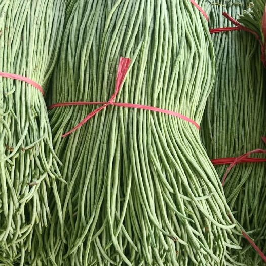 内黄县长豆角  代办长豆角，拥有占地4000平方米个人市场，有各种