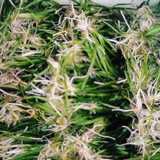 柳州 耐寒苦草