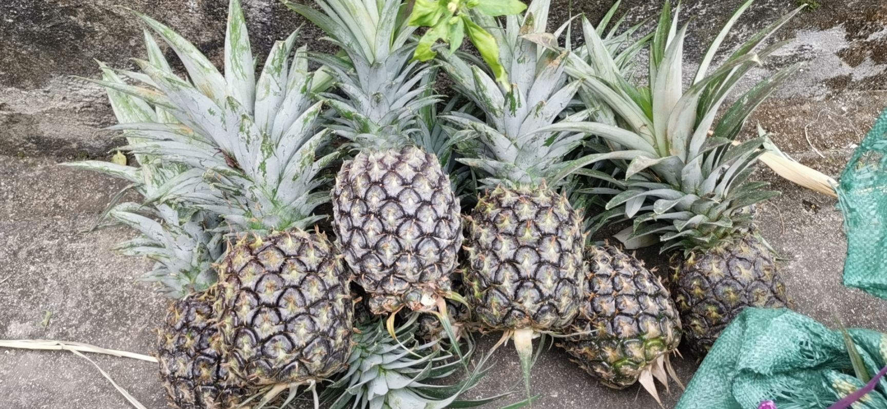 云南本地小菠萝 罐头果 工厂货