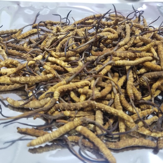 石家庄冬虫夏草