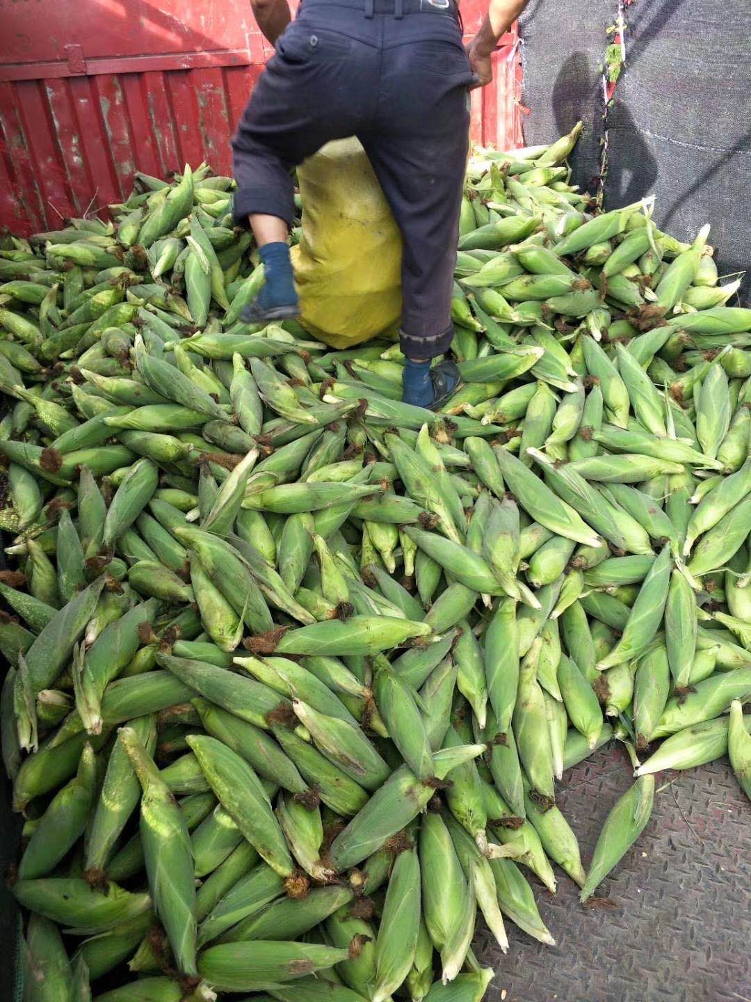 高山太阳花甜玉米现以大量上市