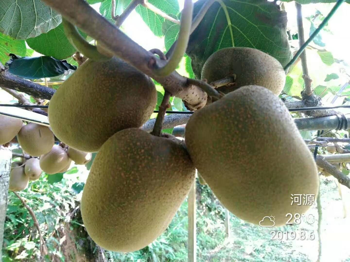  和平县高峰猕猴桃  武植3号  果场直发  批发零售