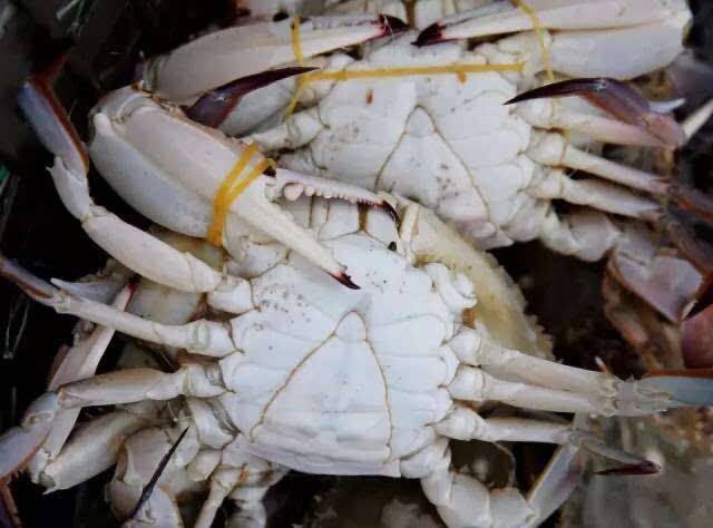 连云港冻梭子蟹 新鲜冷藏梭子蟹。带膏带黄，肉肥