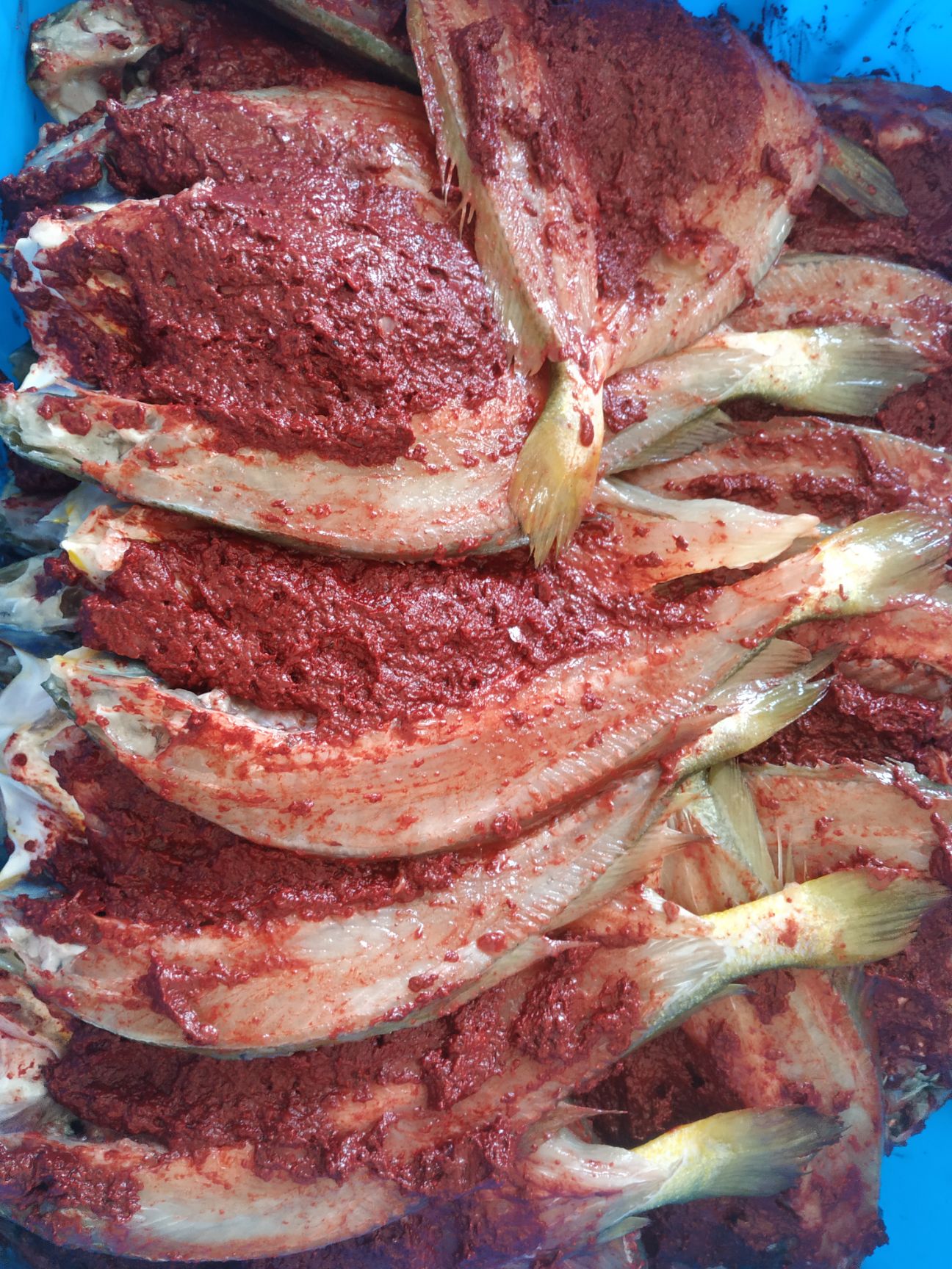 海肴膳酒糟鱼 霞浦大黄鱼宁德大黄鱼 酒糟大黄鱼 霞浦海鲜批发