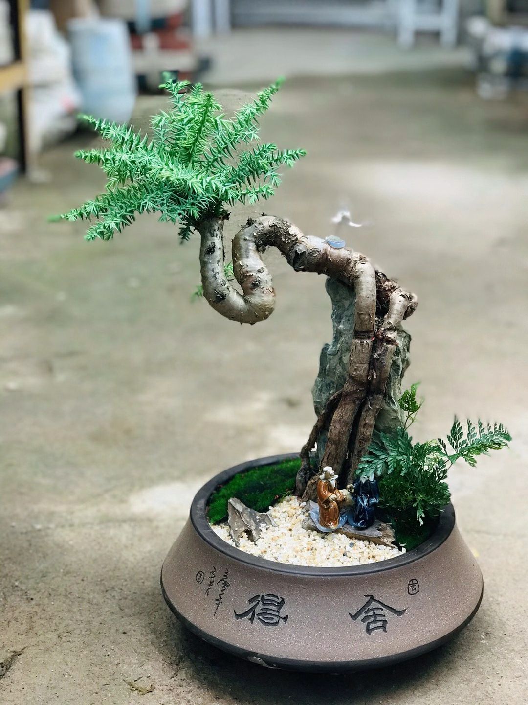 荆棘根盆景