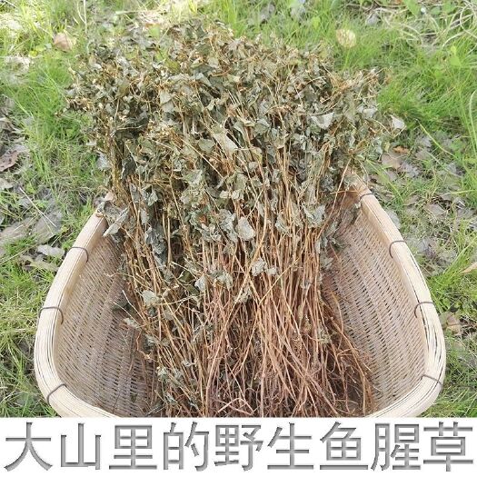 贵州特色中草药鱼腥草 折耳根农家干货天然养生茶