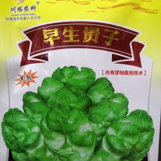武汉特早熟脆甜儿菜种子比普通儿菜早25天采收