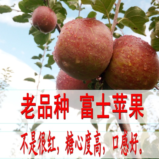 盐源县 大凉山土特产盐源苹果盐源县糖心丑苹果泸沽湖畔丑苹果