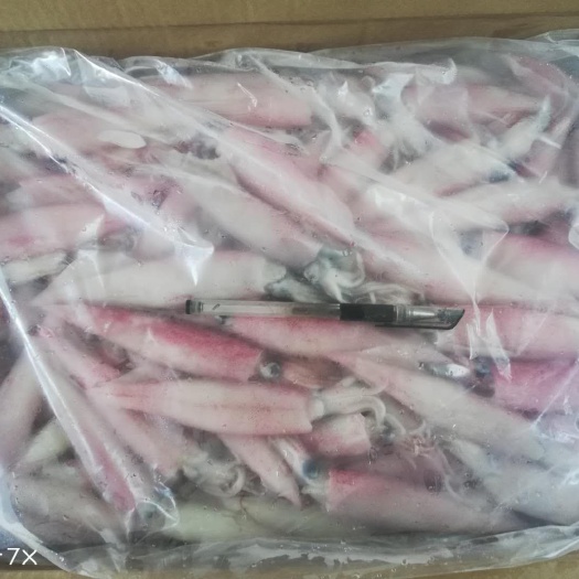 莱西市冻笔管鱼 18-24个月