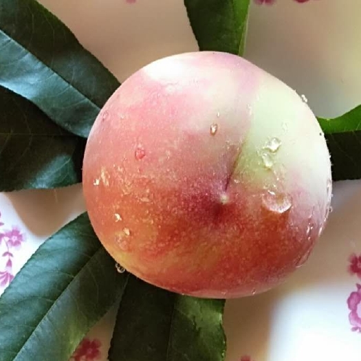芷江县水蜜桃