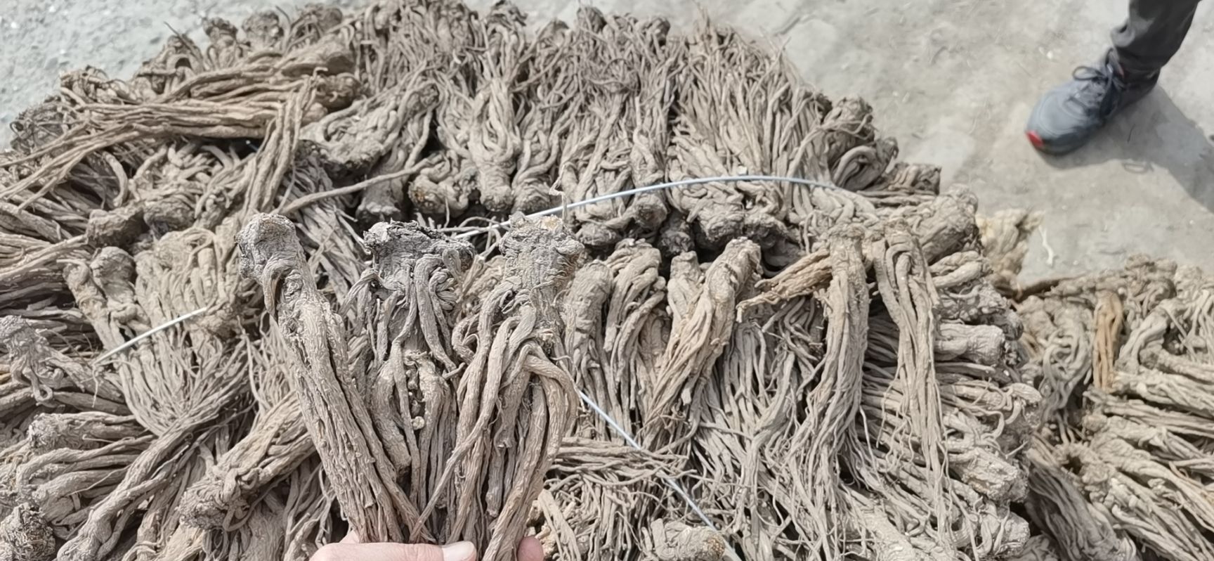  岷州特产岷县正宗农家无硫当归个子 当归片全归片
