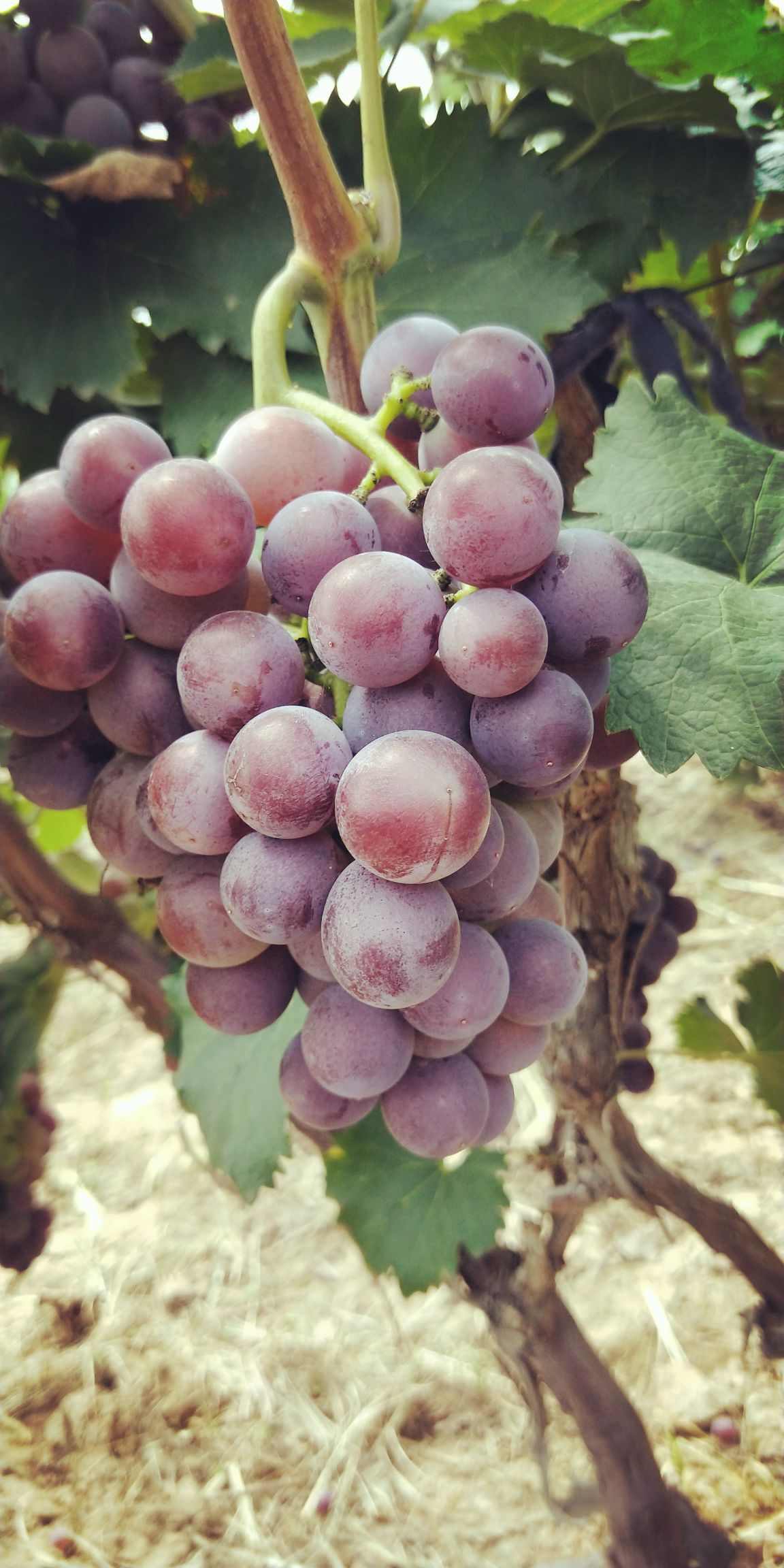  威县巨峰葡萄，口感好，甜度高，高中低档货都有
