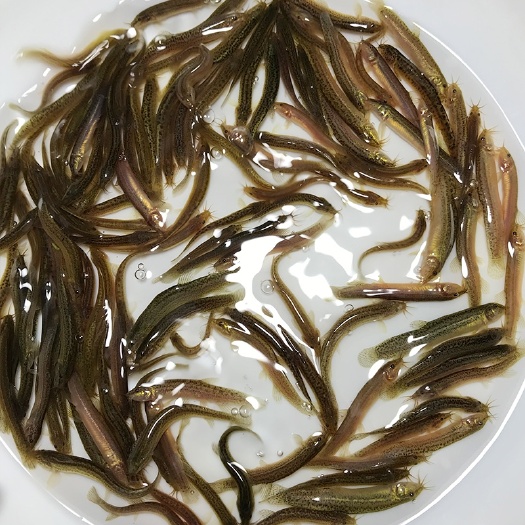 泥鳅 鱼鳅 杂交泥鳅 量大质优