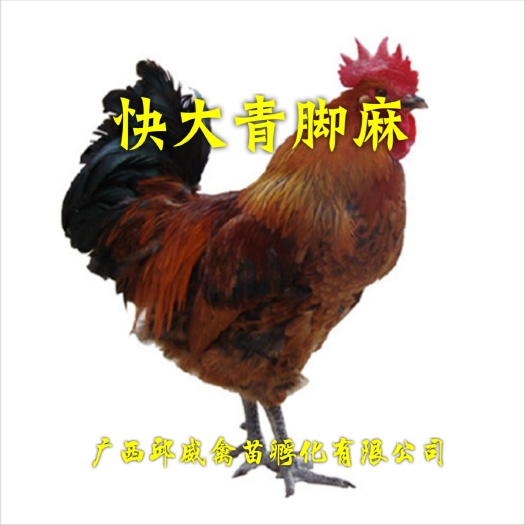 南宁脱温苗，快大肉鸡苗，青脚麻鸡苗，K9鸡苗，快大黄鸡苗