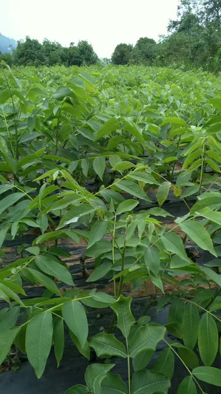 香玲核桃苗  香玲川早秦核1号优质核桃嫁接苗基地直发成活率高早熟壳薄丰产