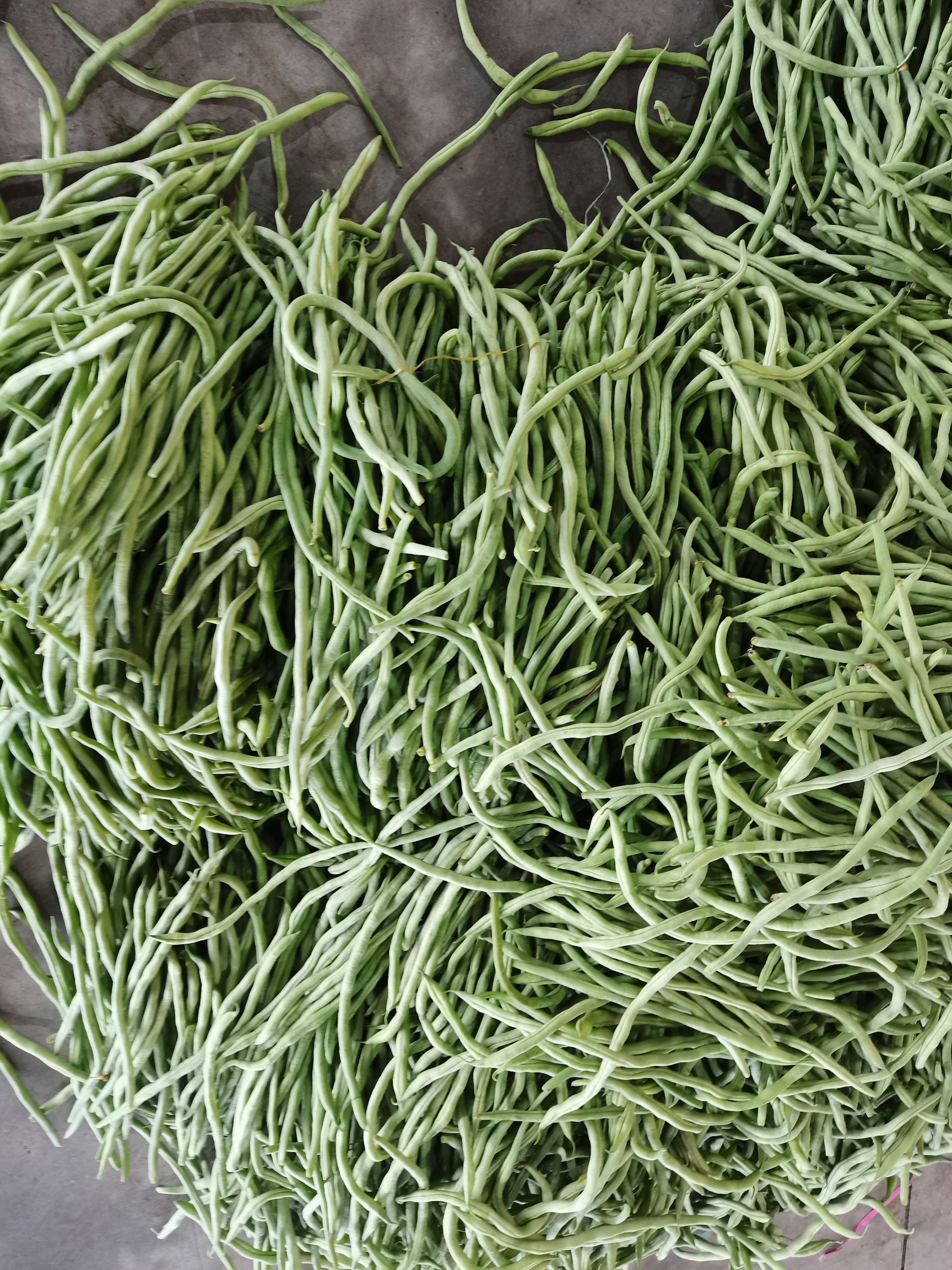 架豆王豆角  精品架豆王 无筋豆 绿无筋  四季豆
