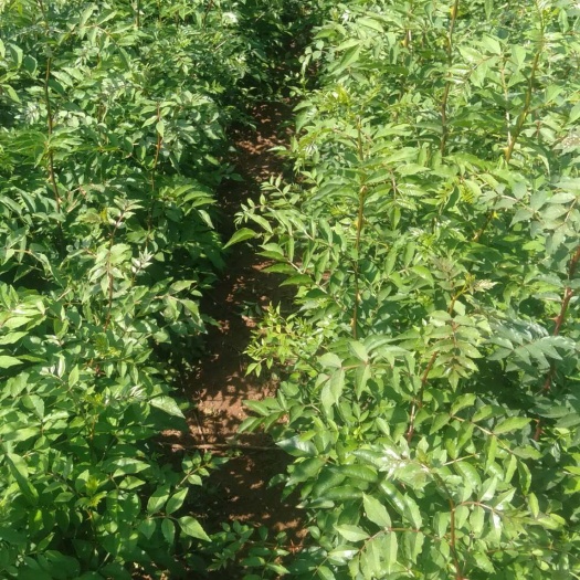 平山县大红袍花椒苗  营养杯花椒苗