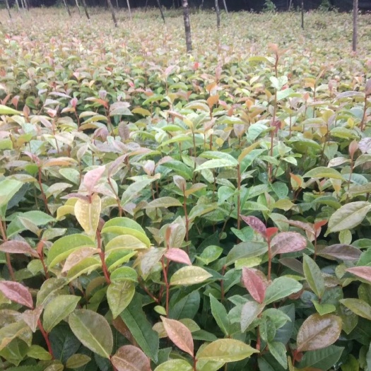 腾冲市大果红花油茶  红花油茶