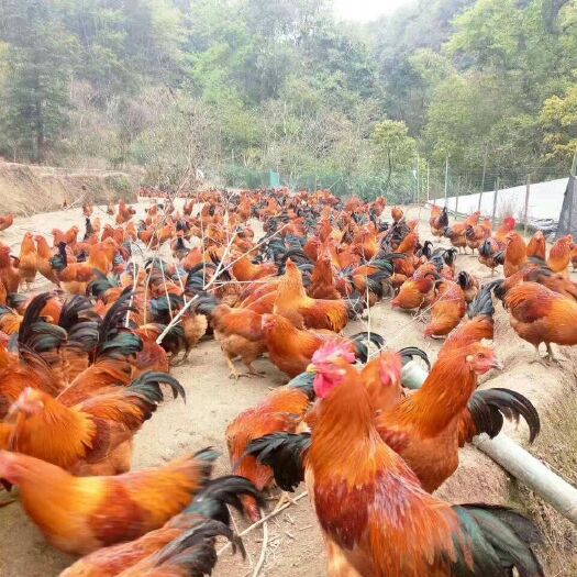 南宁灵山土鸡苗，桂香土鸡苗土1.5土2包打马克利疫苗，质量保证，