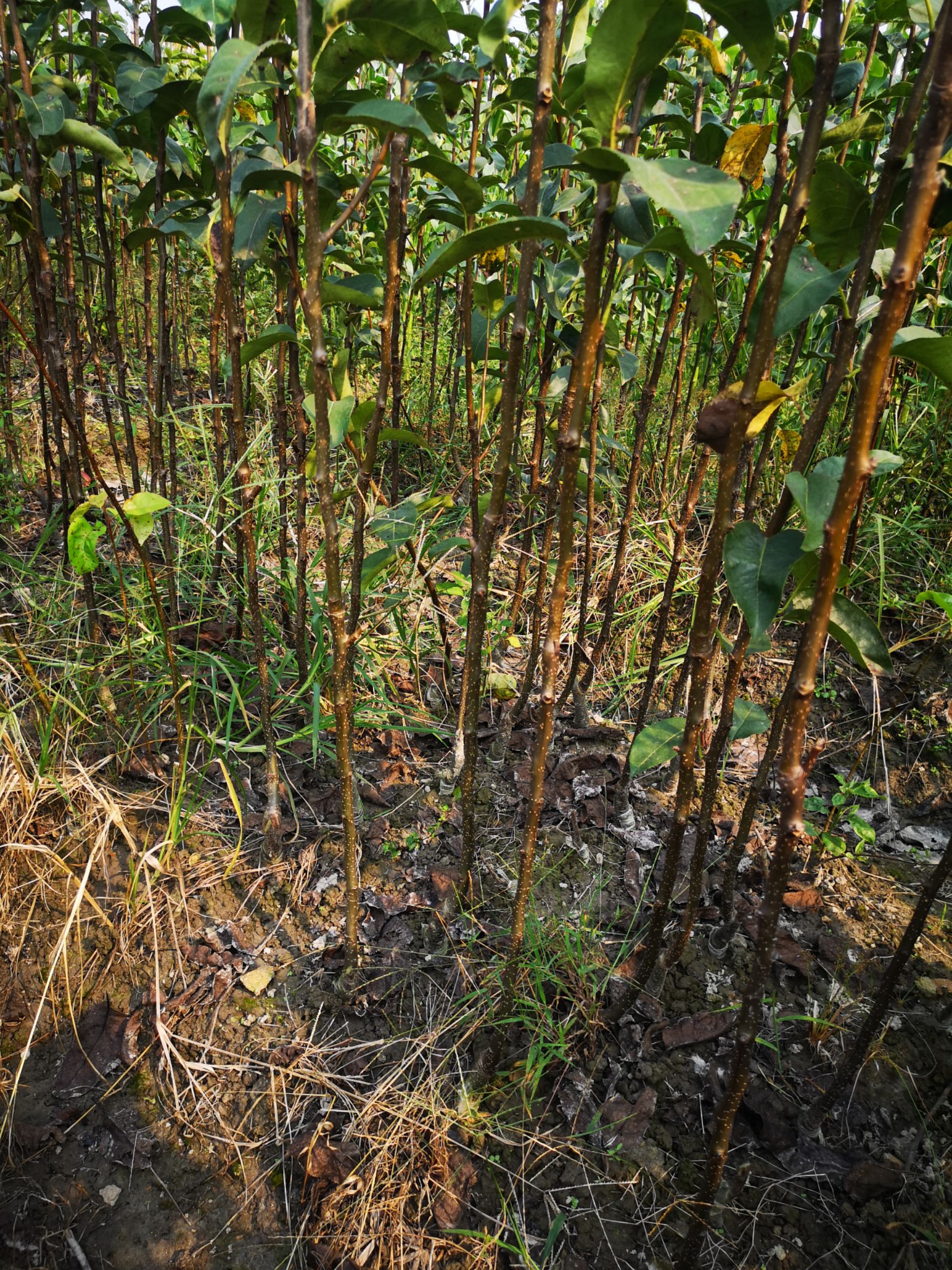 浙江翠冠梨苗1至3年生嫁接苗当年挂果
