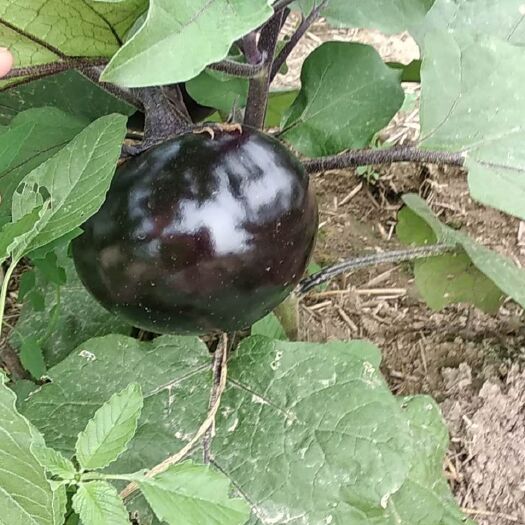 石家庄紫光圆茄 紫光园茄种植直供
