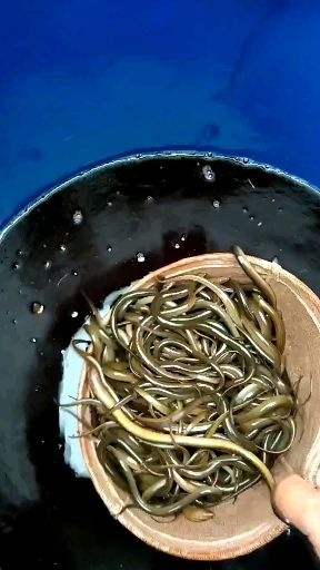 正大9号黄鳝  出售黄鳝苗 规格齐全