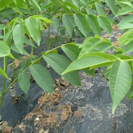 苍溪县香玲核桃苗  香玲川早秦核1号优质核桃嫁接苗基地直发成活率高早熟壳薄丰产